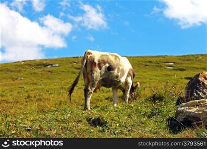 Lonely Cow On The Caucasus Mountain Grassland