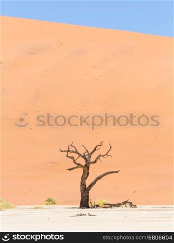 Lonely dead acacia tree in the Namib desert, Deadvlei (Sossusvlei), Namibia