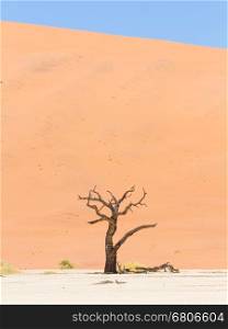Lonely dead acacia tree in the Namib desert, Deadvlei (Sossusvlei), Namibia