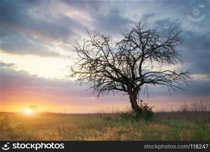 Lonely dead tree. Art nature.