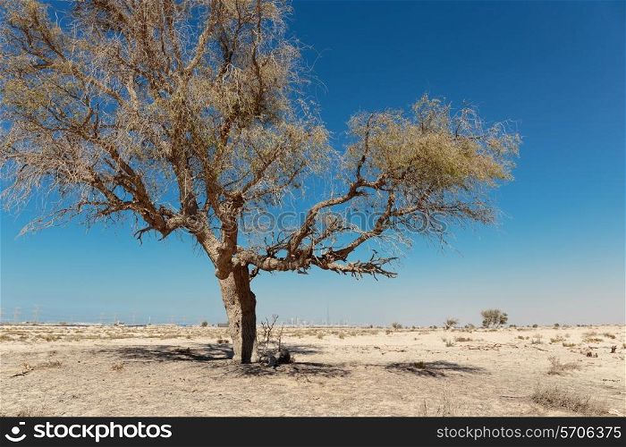 Lonely dead tree in the desert Emirates