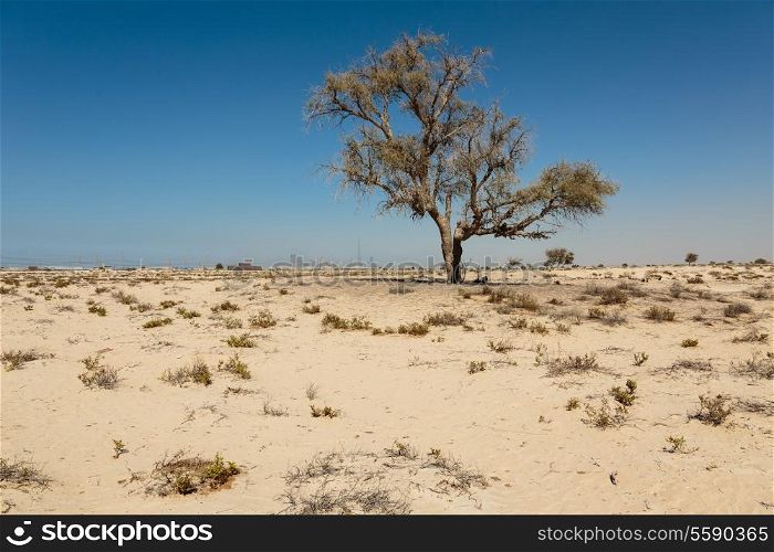Lonely dead tree in the desert near Dubai