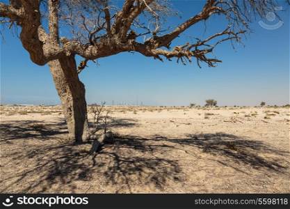 Lonely dead tree in the desert near Dubai