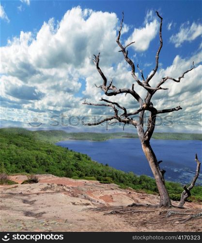 Lonely dry tree against the blue sky and lake