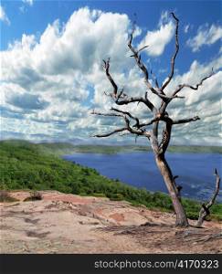 Lonely dry tree against the blue sky and lake
