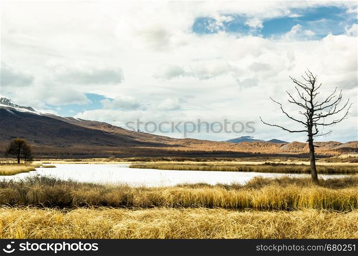 Lonely dry tree by river. Autumn in mountain valley. Symbol of loneliness