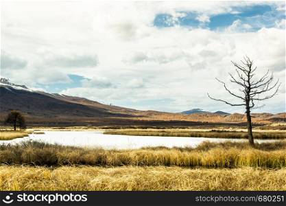 Lonely dry tree by river. Autumn in mountain valley. Symbol of loneliness