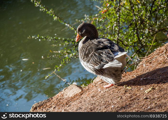 Lonely duck are by the side of the pond