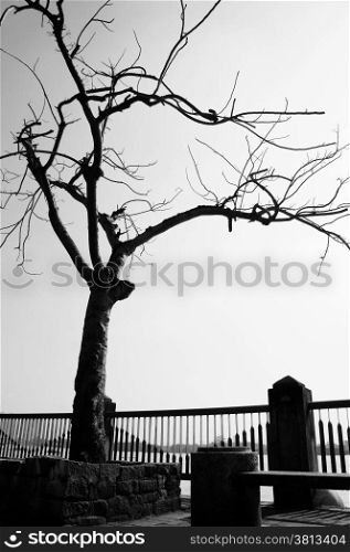 Lonely, dull, fade scene in winter day in black and white, tree shed leaf, shape of stone bench, fence, branch of tree , one lonesome concept