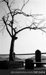 Lonely, dull, fade scene in winter day in black and white, tree shed leaf, shape of stone bench, fence, branch of tree , one lonesome concept