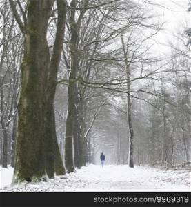 lonely figure of man in snow forest on utrechtse heuvelrug near utrecht in the netherlands during storm