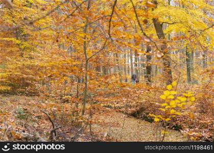 lonely figure walks in colorful fall forest near utrecht in the netherlands