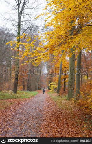lonely figure walks in colorful fall forest near utrecht in the netherlands