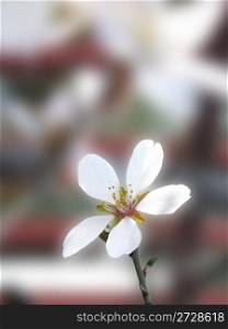 Lonely flower of almond on fund degraded