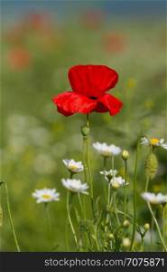 Lonely flower of wild red poppy on blue sky background with focus on flower. Single flower of wild red poppy on blue sky background with focus on flower