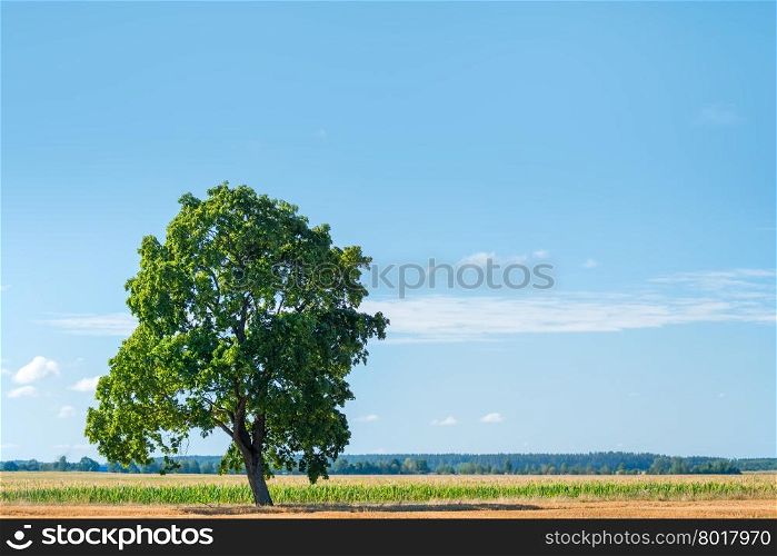 lonely green tree in a green field on a sunny day