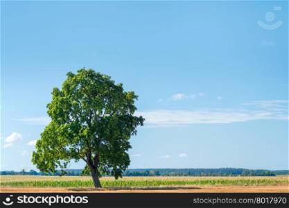 lonely green tree in a green field on a sunny day