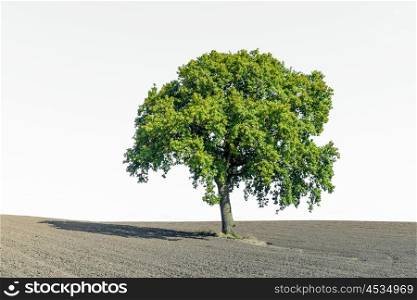 Lonely green tree on a dry field on a white background