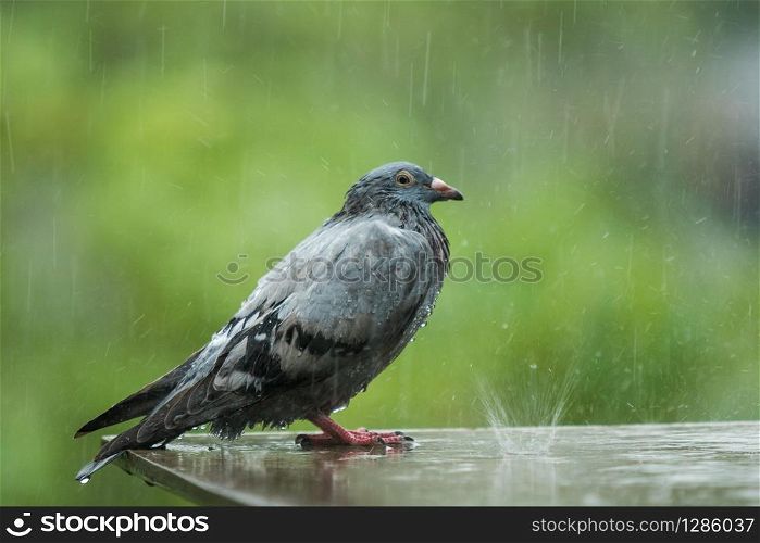 lonely homeless pigeon bird standing in hard raining