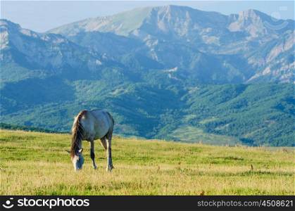 Lonely horse at the meadow