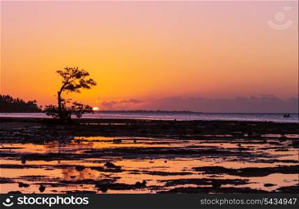 Lonely Mangrove tree in Florida coast