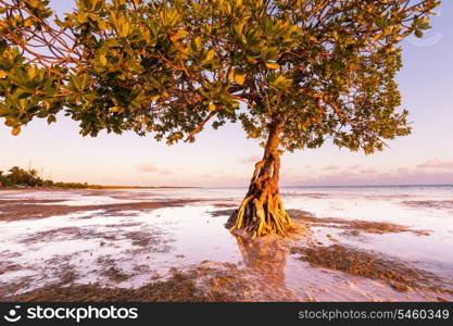 Lonely Mangrove tree in Florida coast