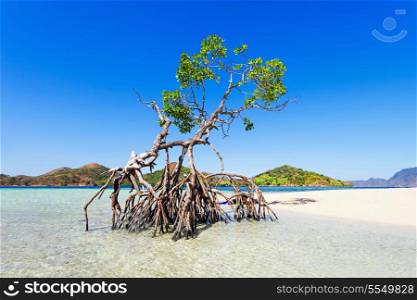 Lonely mangrove tree on the beauty beach