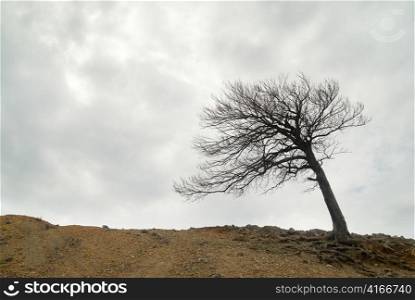 Lonely naked tree with roots on the hill