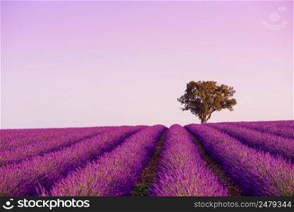 Lonely oak tree on blooming lavender field in Valensole Provence France at sunrise