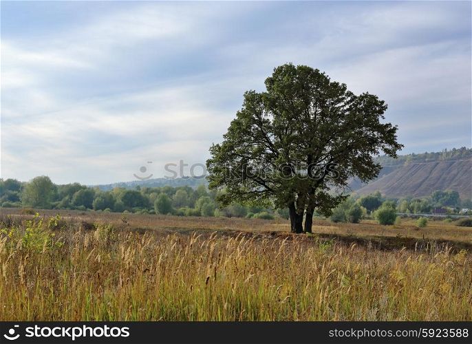 Lonely old oak tree on the meadow in autumn