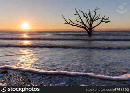 Lonely old tree at sunrise. Botany Bay beach, Edisto Island, South Carolina, USA