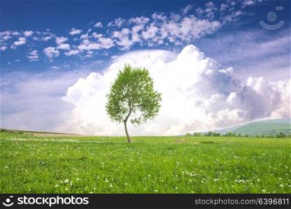 Lonely one tree over big clouds on a blue sky. Tranquil landscape. Tree over blue sky