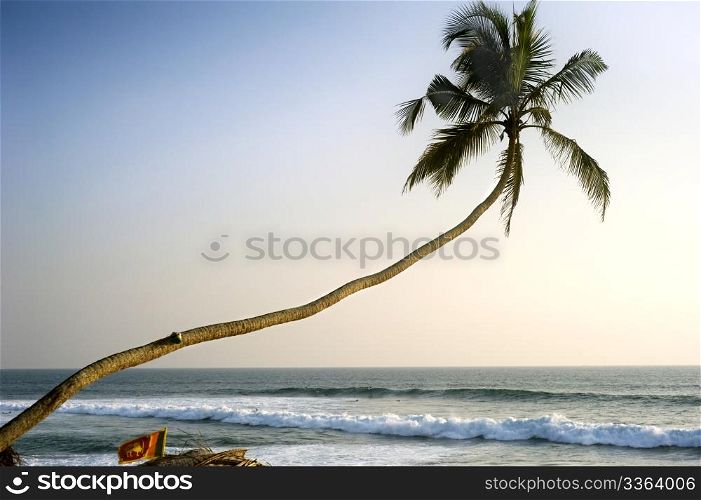Lonely palm tree at sunset in front of Indian ocean. Sri Lanka