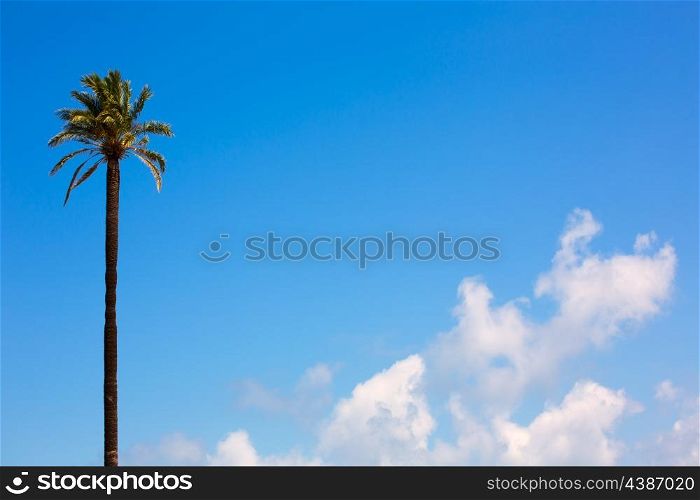 Lonely palm tree Washingtonia California style on blue sky and clouds