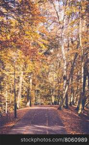 Lonely path in park. . Lonely path in park. Woodland in fall depiction. Nature vegetation season concept.