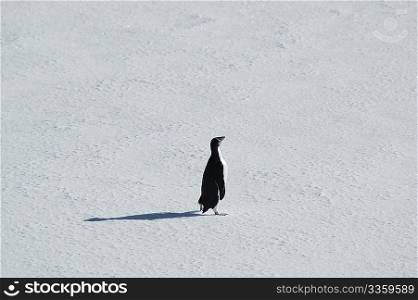 Lonely penguin