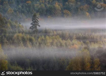 lonely pine in a fog, national park Bohemian Switzerland, Czech Republic