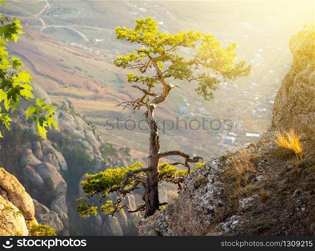 Lonely pine on a rock in the sunlight. Tree on rock