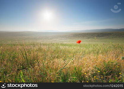 Lonely poppy in spring meadow at morning. Nature composition.