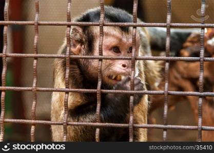 Lonely sad monkey in the zoo cage. Sad monkey in the cage