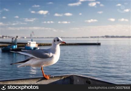 Lonely seagull in Poole harbor, United Kingdom