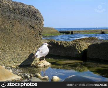 Lonely seagull standing near the water summertime