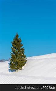 Lonely slender green spruce on a snowy slope against a blue sky.