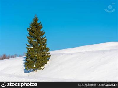 Lonely slender green spruce on a snowy slope against a blue sky.