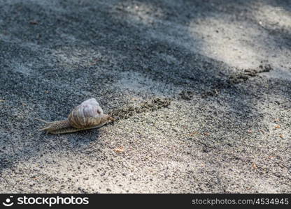 Lonely snail leaving a track in gravel