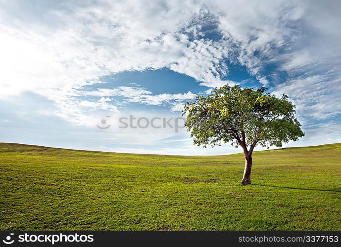 Lonely tree against the blue sky