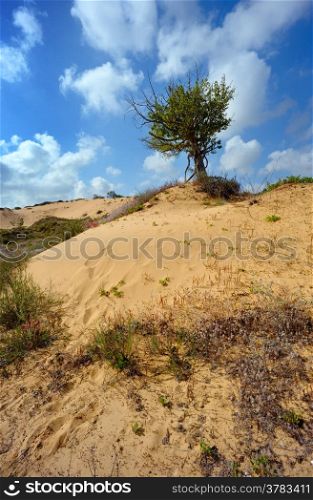 Lonely tree among the sand in the desert in the spring, the sky with clouds.