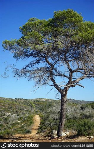 Lonely tree and footpath on the mount Carmel in Israel