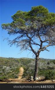 Lonely tree and footpath on the mount Carmel in Israel