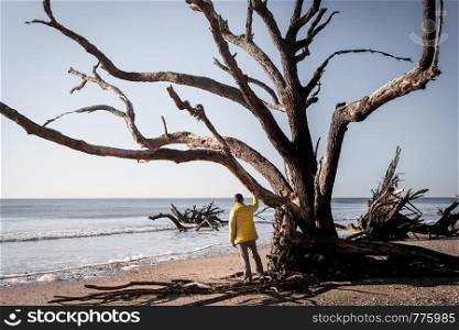 Lonely tree and man. Botany Bay beach, Edisto Island, South Carolina, USA